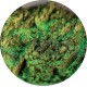 674 - Leaves in The Seelie Court - Ama Makeup Pigment Chameleon