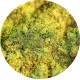 683 - Pixie’s Last Song - Ama Makeup Pigment Chameleon